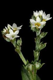 Image result for Euploca katangensis