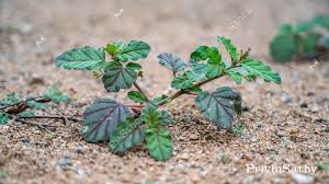 Image result for Boerhavia erecta