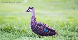 The ducks return to the location where they were born not a full year previous and mate, locate a perfect nesting spot and, if the duck is female, sit on the nest to await the birth of the newest batch of ducklings. Ducks And Ducklings