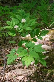 Image result for Pouchetia baumanniana