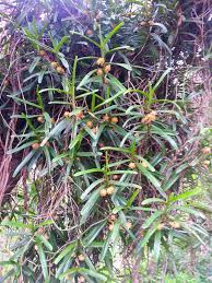 Image result for Acampe