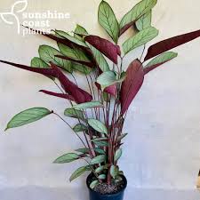 Image result for Ctenanthe