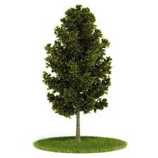 Green Tree With Leaves 3d Model Green Trees Plants Tree