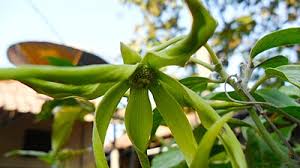 Salah satu hobi aku sejak berusia separuh abad ini ialah menanam pokok bunga di. Kenanga Wikipedia Bahasa Indonesia Ensiklopedia Bebas