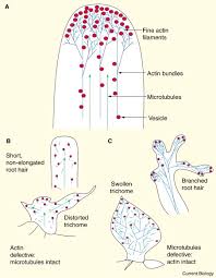 Plant and animal proﬁlins are functionally equivalent and stabilize. Microtubules And Microfilaments In Cell Morphogenesis In Higher Plants Current Biology