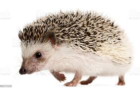 Side View Of Fourtoed Hedgehog Atelerix Albiventris Walking Stock Photo Download Image Now Istock