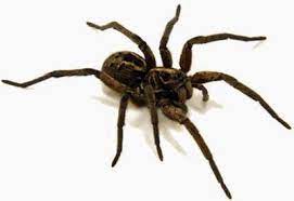 2 minexibição em 27 mai 2018. Aranha De Jardim Lycosa Sp Armadeira Aranha De Jardim Especies De Aranhas