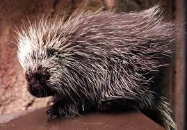 Carrier wave (deluxe edition), released 13 september 2019 1. Love Hurts Especially When You Re A Porcupine In Upstate Ny During The Fall Newyorkupstate Com