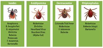 Image result for Rickettsiae