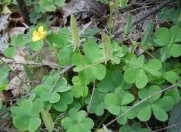 We did not find results for: Foraging And Cooking With Wild Sorrel Mother Earth News
