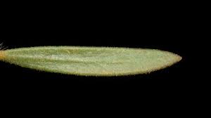 Image result for Eriosema scioanum