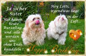 « wismar tierparks, altstadt und kirchen. Bolonka Zwetna Von Den Meissner Weinbergen