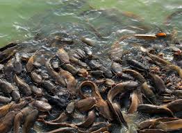 Panduan Lengkap Ternak Lele Di Kolam Terpal Dengan Mudah