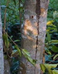 With the typical yields known, and the price per kilogram of heavily resinated agarwood in the tens of thousands at least, what would be the price per. Facing Extinction India S Scented Agarwood Is Finding Ways To Grow In Home Gardens Polluted Fields