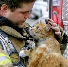 From the fires is this your missing cat!