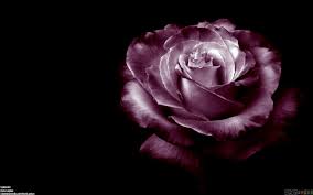 Maybe you would like to learn more about one of these? 45 Dark Purple Roses Wallpaper On Wallpapersafari
