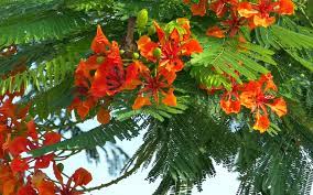 What Are Poinciana Trees Tree Lopping Brisbane Palm Tree Removal Brisbane Palm Tree Removal Tree Lopping Poinciana