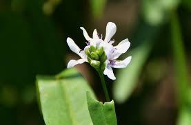 Image result for Fuirena sagittata