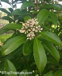 Image result for Ardisia staudtii