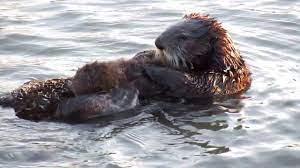 When do babies start floating in the bath? Baby Otter Gets A Bath Youtube