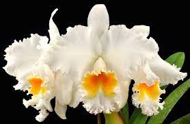 Rlc Taida Eagle Eye White Angel Fcc Aos Orchids Cattleya Fragrant Flowers