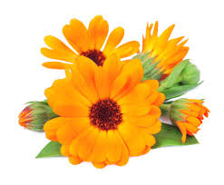 ハーブ事典】トウキンセンカ（カレンデュラ） | ナチュラルオーガニックコスメ専門サイト