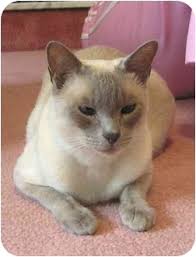 When we first rescued this cat she had four new born kittens with her and we took all five of them into our care. Waterford Ct Siamese Meet Sam A Pet For Adoption