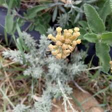Image result for Helichrysum keilii