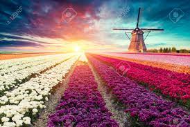 Heidelandschaft auf dem dwingelderveld, das bachtal im naturschutzgebiet drentsche aa, die hünengräber im hondsrug. Traditionelle Niederlande Holland Hollandische Landschaft Mit Einer Typischen Windmuhle Und Tulpen Niederlande Landschaft Lizenzfreie Fotos Bilder Und Stock Fotografie Image 83544879