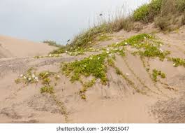 Image result for Ipomoea stolonifera
