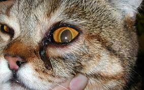 u kota slezitsya glaz chto delat u kotenka ne otkryvaetsya odin glaz opuh glaz u koshki i zaplyl chem lechit mvc gb doktora olejnik