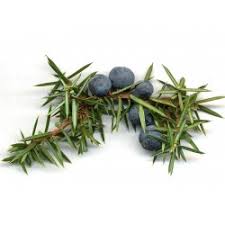 Ankerkraut gewürz wacholderbeeren 50 g: Wacholderbeeren Samen Juniperus Communis Preis 1 95