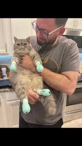 Our Aelin fighting for her LIFE #catsoftiktok #exoticshorthair