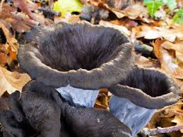 Image result for Craterellus fallax