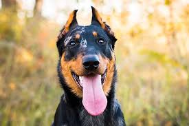 The brilliant, calm, and fearless beauceron or bas rouge is a herding dog that makes a great messenger, police, rescue, or land mine detection dog. Beauceron Dog Breed Information