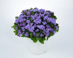 Image result for Ageratum