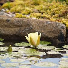 Your lily pond above stock images are ready. Lilies With No Flowers The Pond Guy