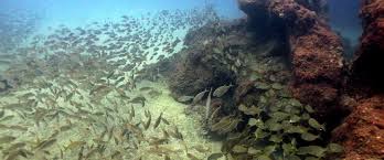 Alternatieve Bestemmingen Aan De Rode Zee En Egypte Voor Duikers De Canarische Eilanden