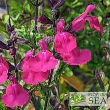 Image result for Sebaea microphylla