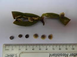 Image result for Adenia goetzei