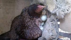 Demikianlah sedik pengetahuan mutasi genetik telur biru ayam bangkok birma yang dapat saya bagikan ke teman teman di luar sana, semoga sedikit pengetahuan dari saya ini bisa menambah ilmu. Jual Telur Ayam Birma Warna Hijau Original Di Lapak Aris Munandar Bukalapak