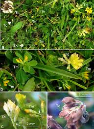Image result for Prismatocarpus cordifolius