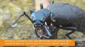 Blister beetles (family meloidae) are found throughout arizona. Graphic Video Gross Blister Beetle Puts Phoenix Mom In The Hospital Youtube