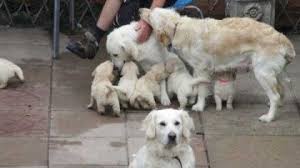 Smart, loving, loyal and loves children and other animals. Kc Golden Retriever Puppies Pets Animals Classifieds Algarve Angloinfo