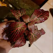 Daftar nama bunga, gambar bunga cantik, indah, unik, dan langka, lengkap dengan penjelasannya. Fittonia Merah Daun Rimbun Size Rata2 Seperti Di Gambar Dikirim Random Dan Shopee Indonesia