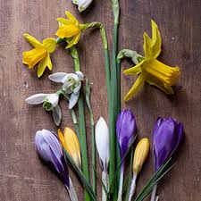 Image result for Tulbaghia fragrans