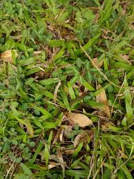 Image result for Axonopus