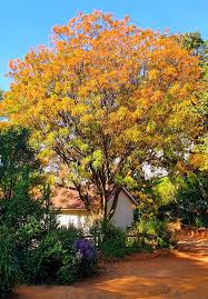 Image result for Kirkia