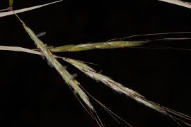 Image result for Hyparrhenia familiaris