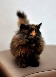 Matilda As A Kitten Soot Sprite Cat Calico Tortie Tortoiseshell Pretty Cats Cats Beautiful Cats